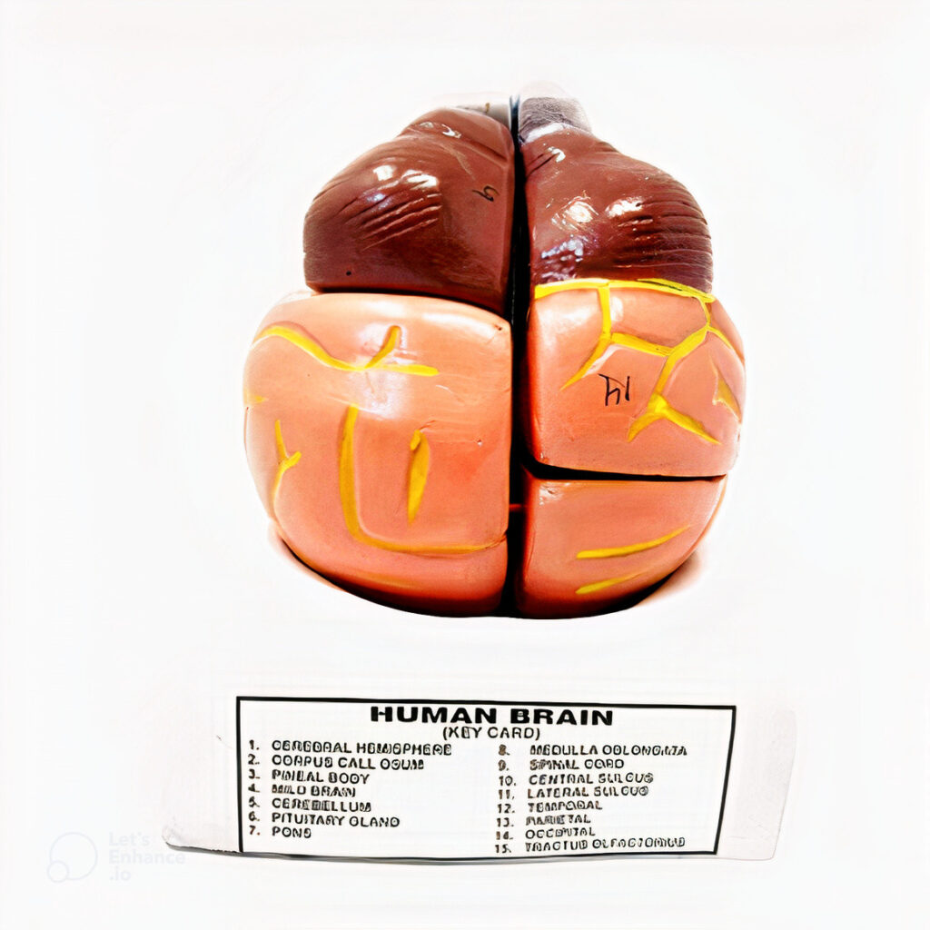 human-brain-model-aone-science