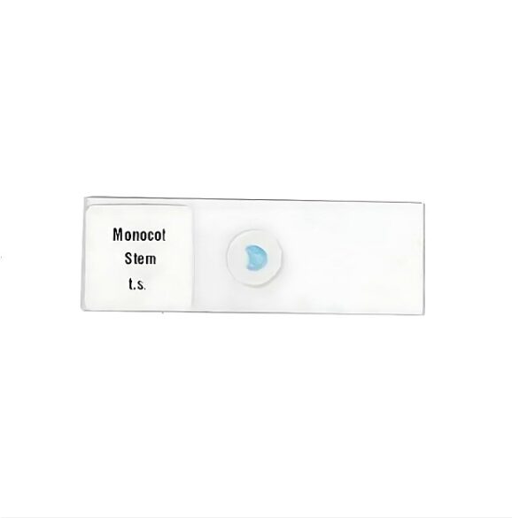 Plant Tissue Prepared Microscope Slides – Aone Science