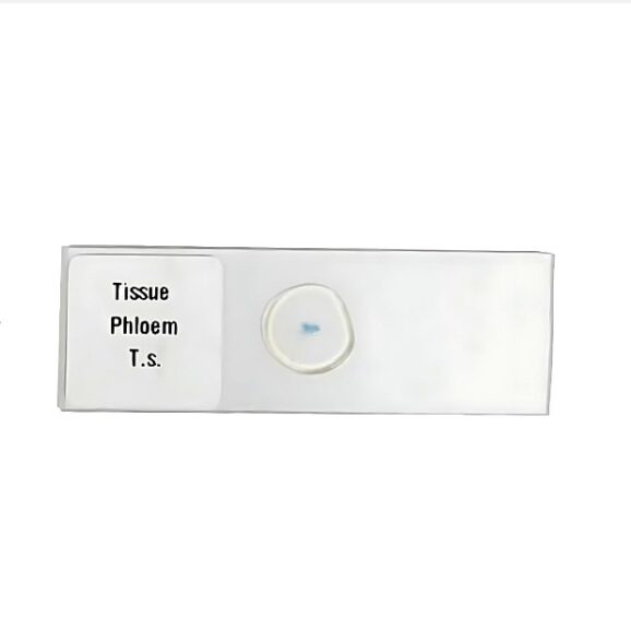 Plant Tissue Prepared Microscope Slides – Aone Science